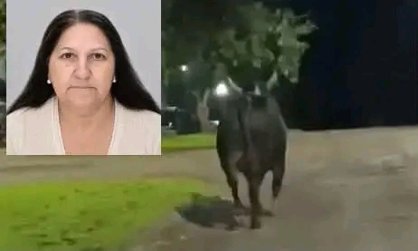 Mulher que morreu após ataque de touro em Barbosa Ferraz é identificada