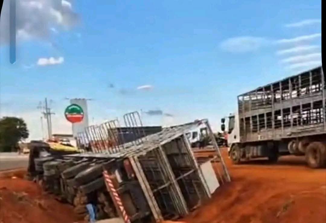 Tragédia na estrada : porcos ficam presos após tombamento de caminhão e caso levanta uma grande pergunta sobre este tipo de acidente