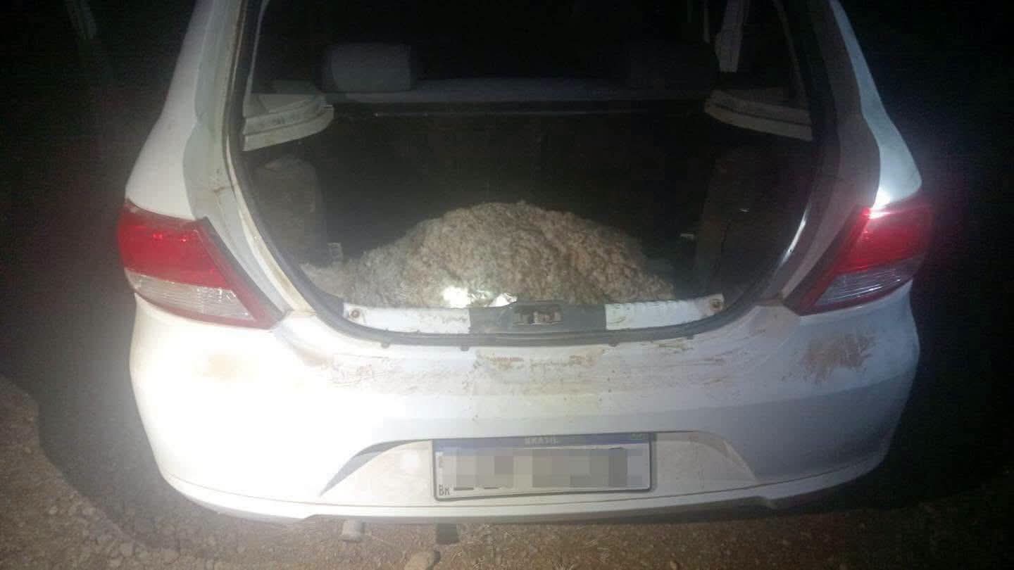 Mulher é presa com ovelha furtada viva no porta malas do carro