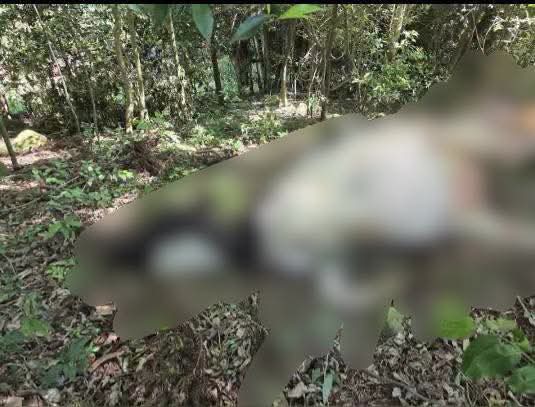 Cinco vacas morreram após Ingerirem Planta Tóxica Em Saudade do Iguaçu